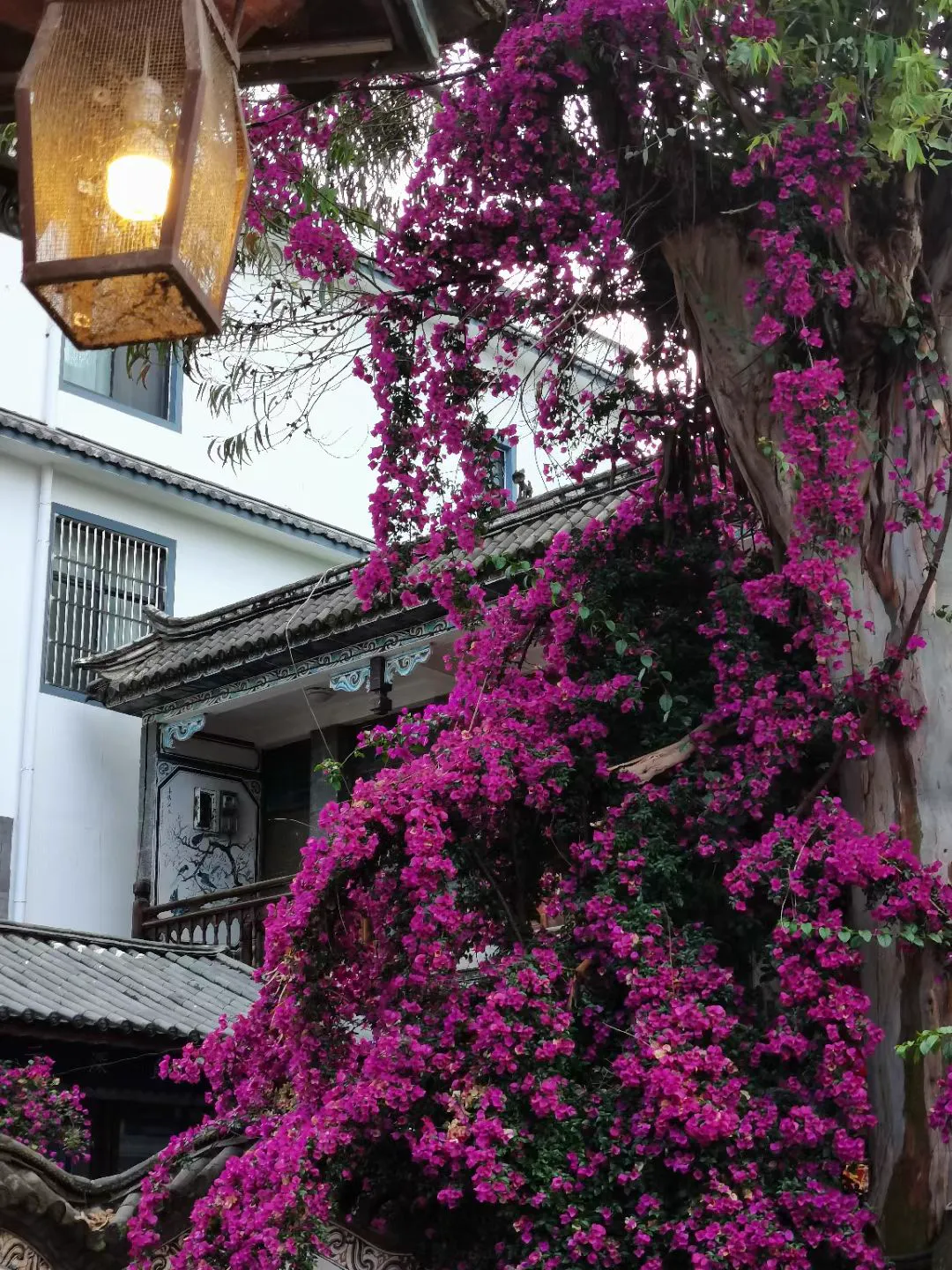 Bai residence with bougainvillea